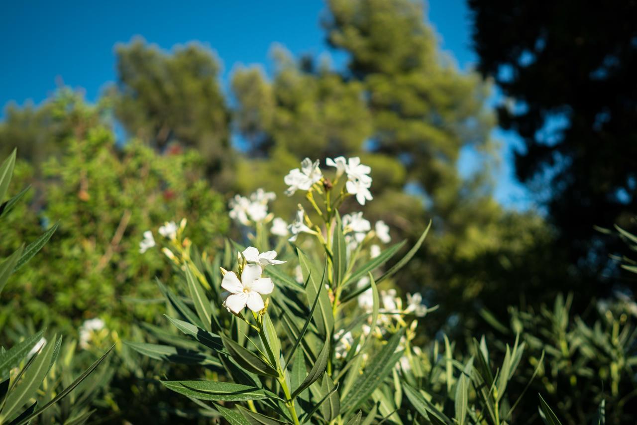 Domaine De Saint Clair Bed & Breakfast Aix-en-Provence Luaran gambar